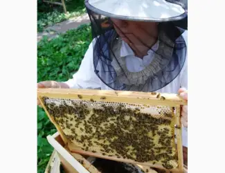Продам бджолопакети