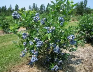 Зображення для оголошення Закуповуємо лохину на вигідних умовах