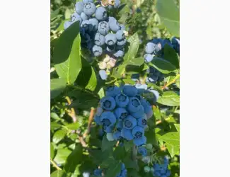 Зображення для оголошення Куплю лохину дорого від виробника. Швидка оплата