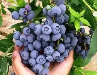 Зображення для оголошення Купуємо лохину. Пропонуємо найкращу ціну