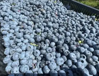 Зображення для оголошення Дорого куплю ЛОХИНУ на заморозку