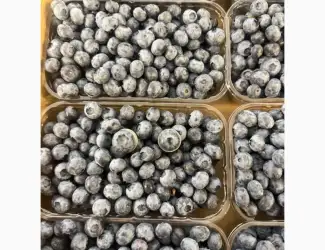 ПРОДАМ голубику