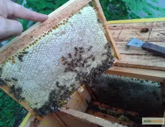 Продаю бджоломатки