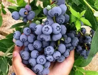 Зображення для оголошення Приймаємо лохину дорого