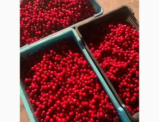 Зображення для оголошення Продам вишню свіжу