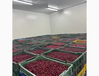Зображення для оголошення Продам вишню охолоджену/заморожену