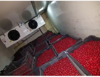 Зображення для оголошення Продам ВИШНИ