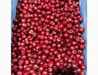 Продам вишню без кісточки вищого гатунку