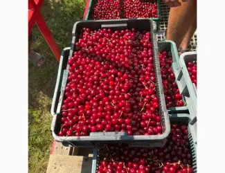 Продам вишню
