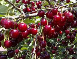 Зображення для оголошення Продам вишню садовую и от населения 2026 ! Свежую или замороженную