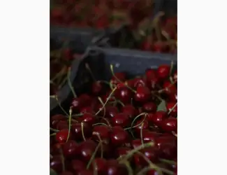 Зображення для оголошення КУПУЮ вишню садову опт від 10 тонн