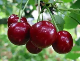 Зображення для оголошення Куплю вишню оптом