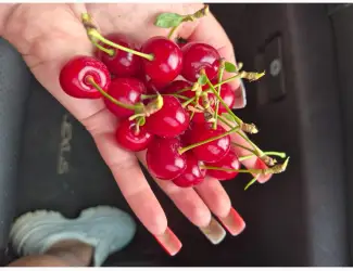 Продам вишню