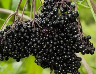 Куплю свіжу бузину