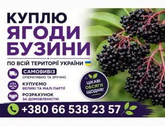 Зображення для оголошення Купуємо Бузину