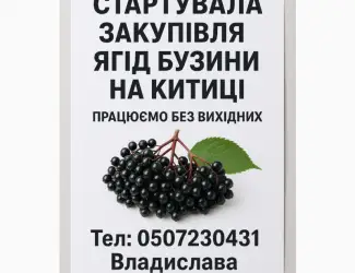 Зображення для оголошення Закупівля бузини