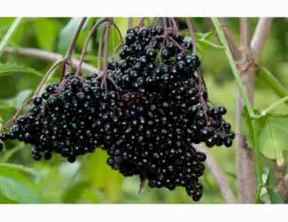 Зображення для оголошення Бузина куплю