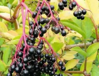 Зображення для оголошення Куплю бузину