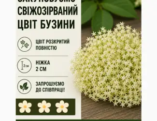 Зображення для оголошення Закуповуємо свіжозірваний цвіт бузини запрошуємо до співпраці