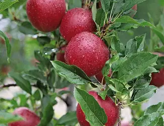 Зображення для оголошення Продам яблука