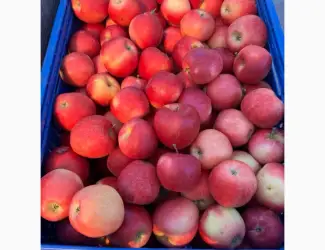 Продам яблука Гала Маст