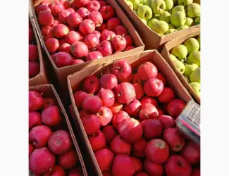 Продам яблука оптом від виробника