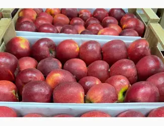 Зображення для оголошення Продам яблука Чорний Принц