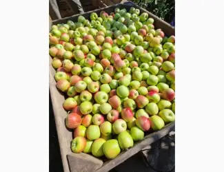 Зображення для оголошення Продам Яблука Селеста