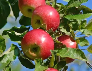 Зображення для оголошення Куплю яблоко на постоянный основе