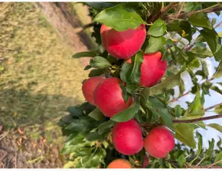 Зображення для оголошення Продам сортове яблуко Гала Маст