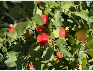 Продам галу маст