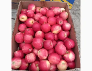Продам яблуко Гала Роял