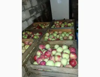 Зображення для оголошення Продам яблука слава калибр 7+ и 8