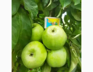 Продам яблука
