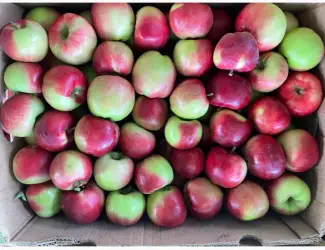 Зображення для оголошення Продам яблука