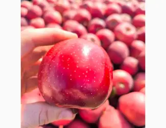 Зображення для оголошення Продам яблуко Галла