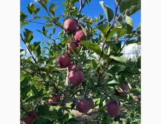 Зображення для оголошення Продам яблука
