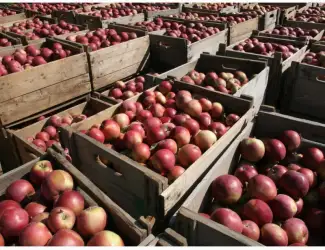 Зображення для оголошення Продам літнє яблуко товарне оптом від 5 тонн свіже Вінницька обл