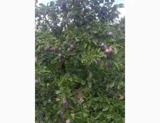Продам сливу з саду