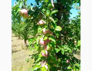 Зображення для оголошення Продам яблука сорт Слава