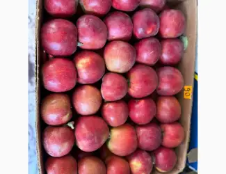 Продам яблука калибр 7 2026 року