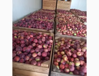 Продам яблука