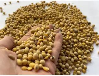 Зображення для оголошення Продам сою оптом | хороші показники якості