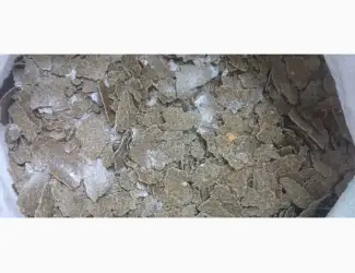 Зображення для оголошення Макуха гарбузова