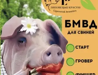 Зображення для оголошення БМВД для свиней