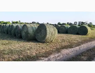 Продам суху солому в циліндричних тюках 150-260 кг