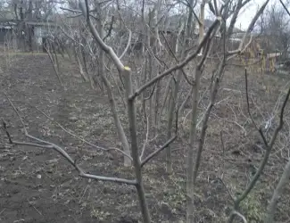 Зображення для оголошення Саджанці грецького горіху