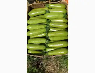 Продам кабачок оптом