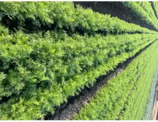 Зображення для оголошення Продам кріп
