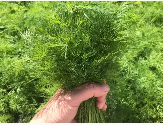 Куплю кріп Парасолька куплю